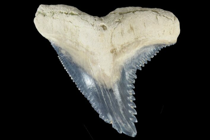 Huge, Fossil Shark Tooth (Hemipristis) - Bone Valley, Florida #113795
